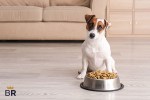 Good Dog Food